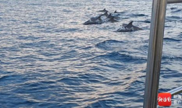 海豚视频,探索海洋生物的奇妙世界