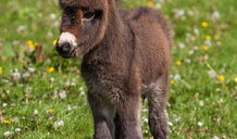 大马配小毛驴视频高清